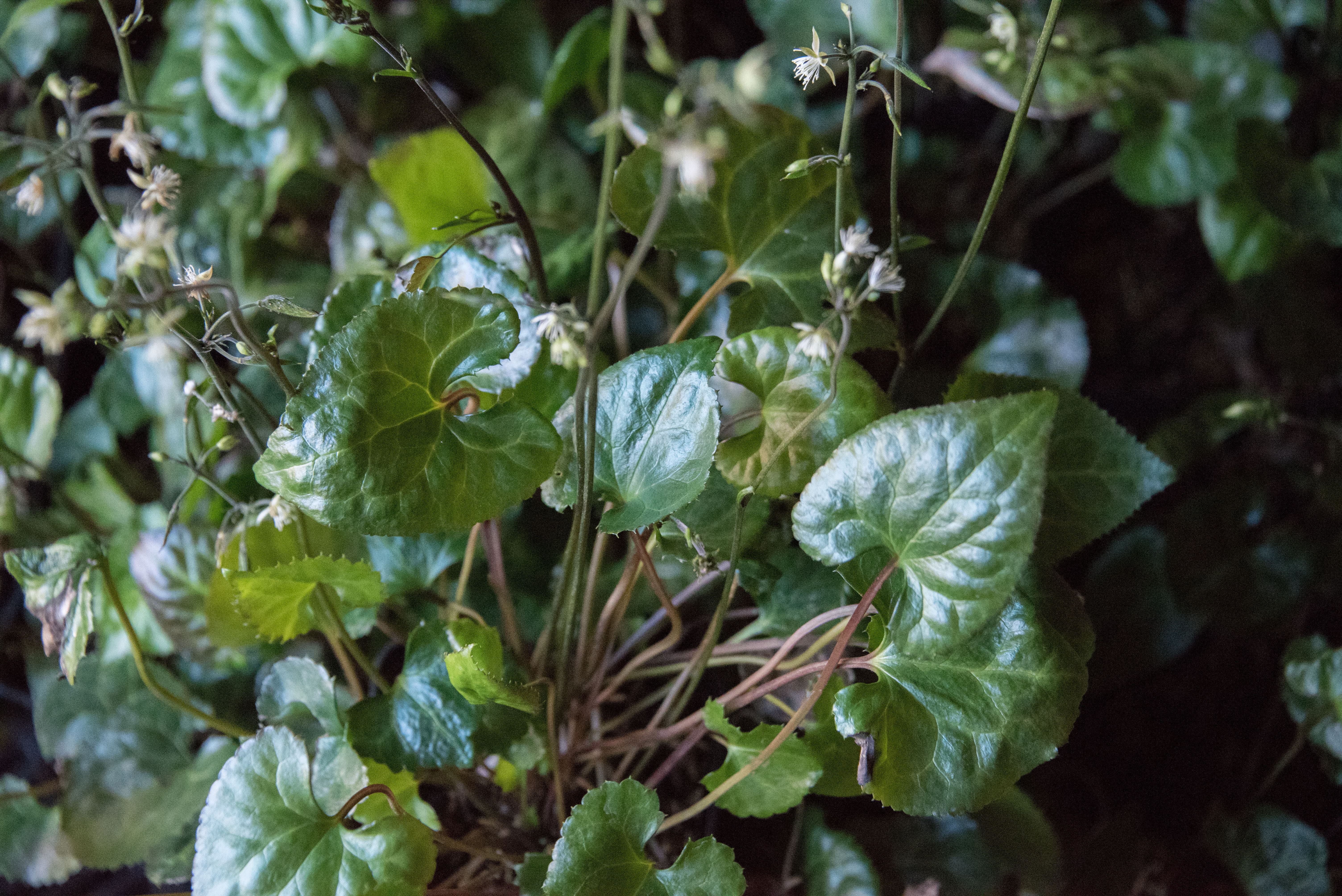 Beesia calthifolia bestellen